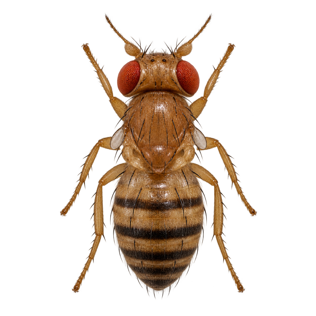 Fly illustration follows the displayed decoder prediction
